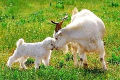 91年属羊纹什么最好,寓意吉祥，彰显个性