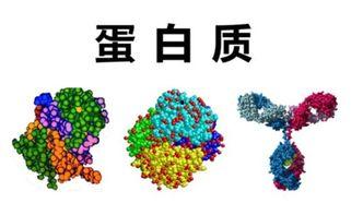 91蛋白质啥意思